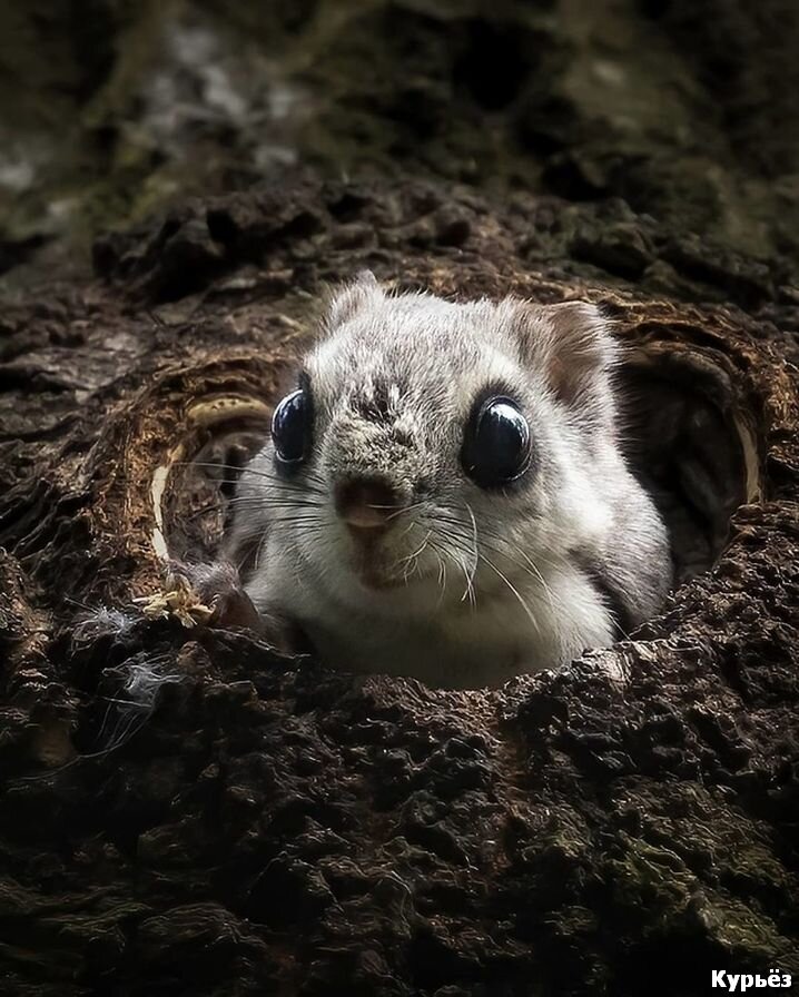 Фото животного белка летяга