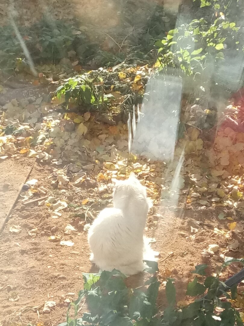 Один из пушистиков. Фото автора