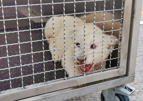  Маленький лев сидит в своем транспортном ящике после того, как его освободили из автомобиля после аварии на автомагистрали A5. 