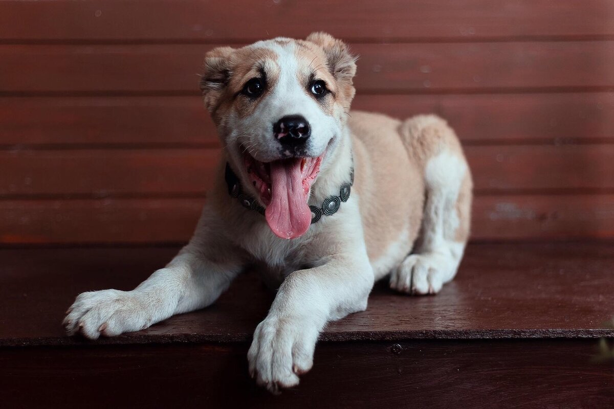 Фото из студии  Майи Бобровой