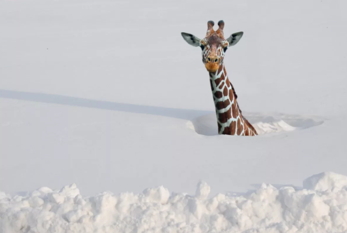 Снег в Африке: миф или реальность