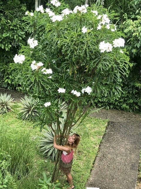 Дерево «букет невесты»