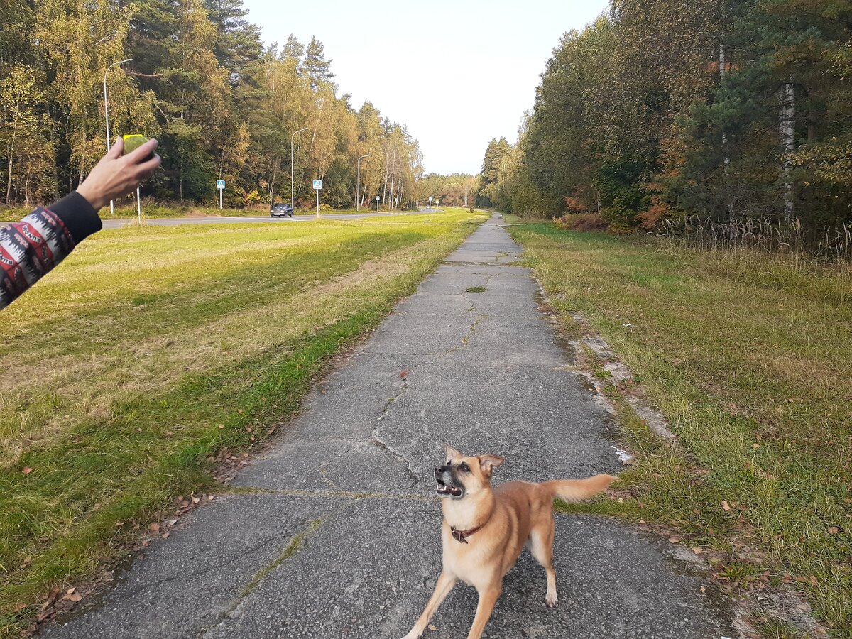 Собака Луша