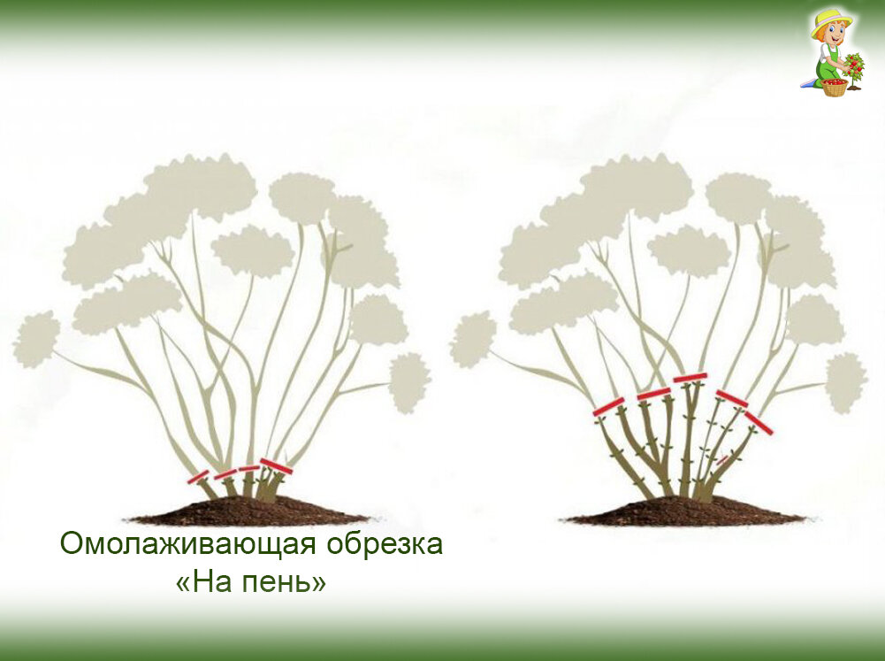 Обрезка гортензий. Фото из открытых источников в интернете