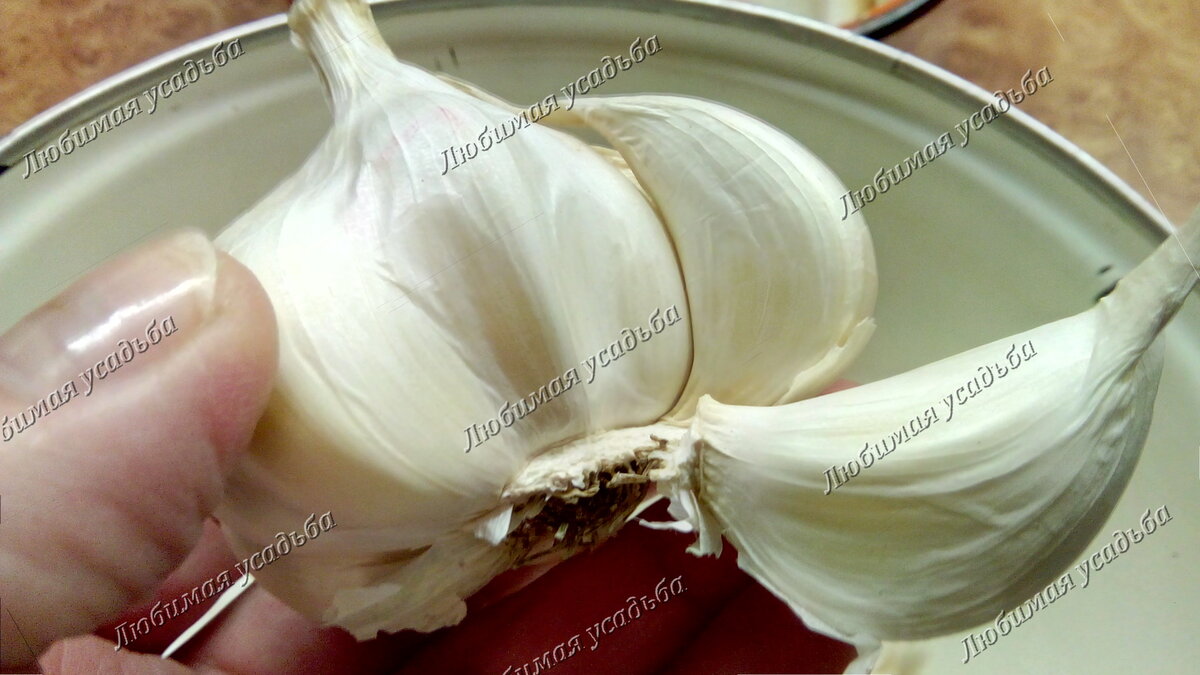 Зимний чеснок Мессидор