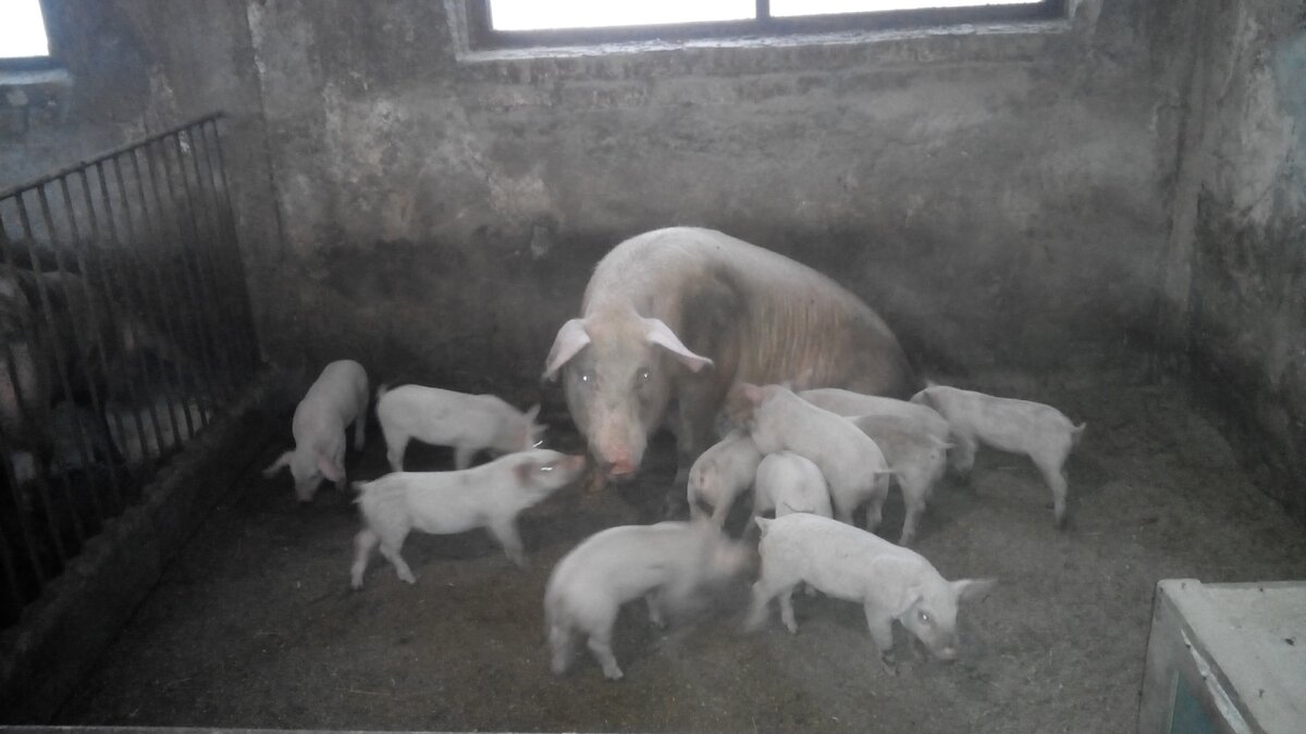 Фото автора из личного архива. Мои свиньи