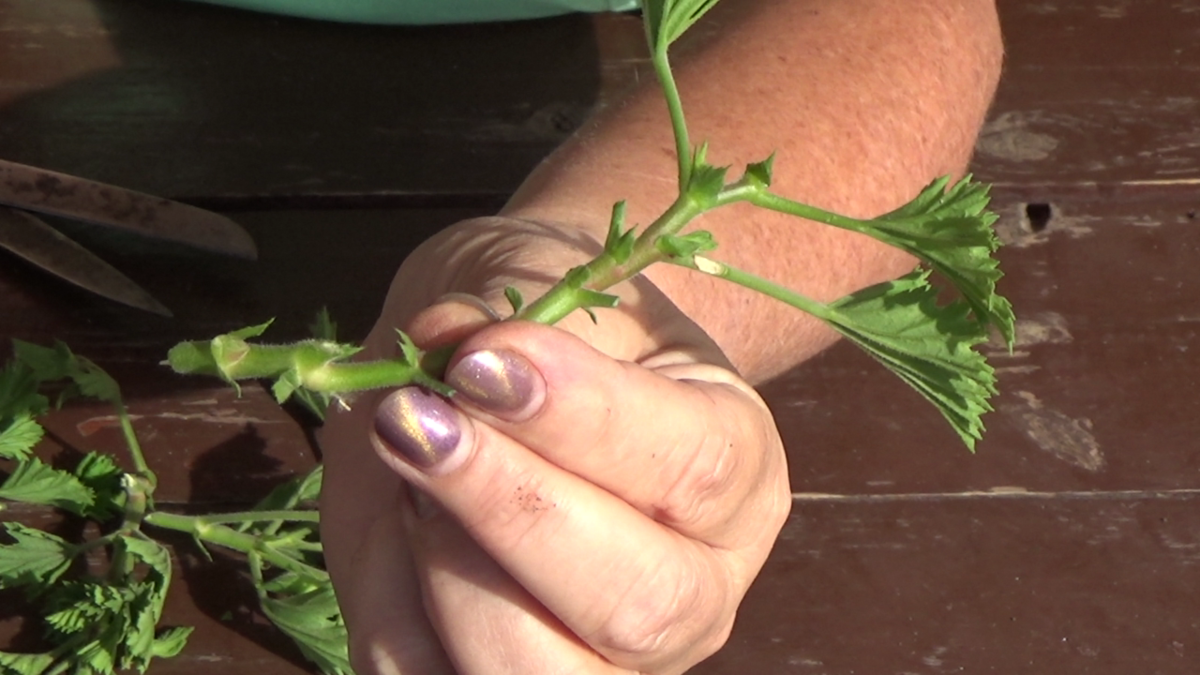 душистая герань укоренение. пеларгония королевская семена черенки. загнивание черенка пеларгонии. зональная пеларгония черенковани. размножение пеларгоний осенью.