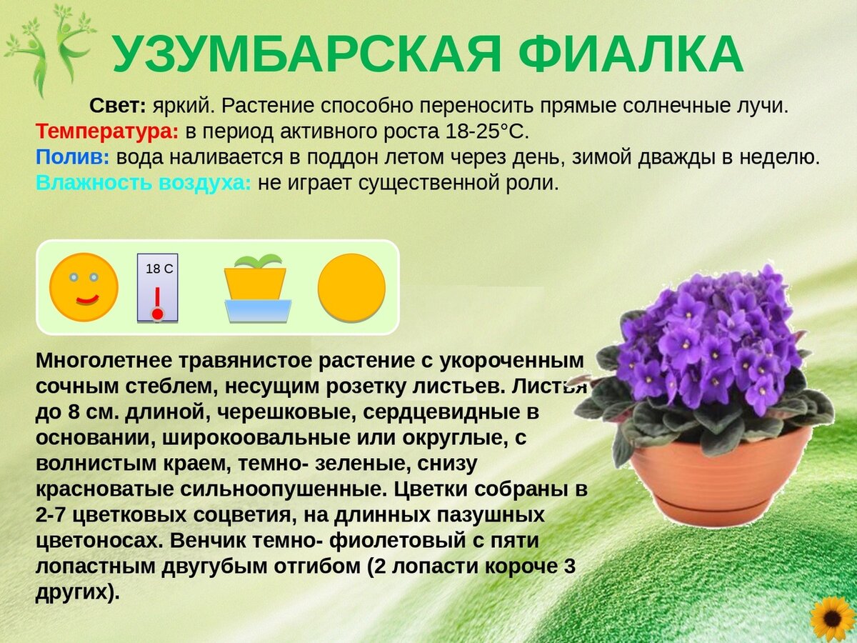 Картотека комнатных растений в детском саду с картинками