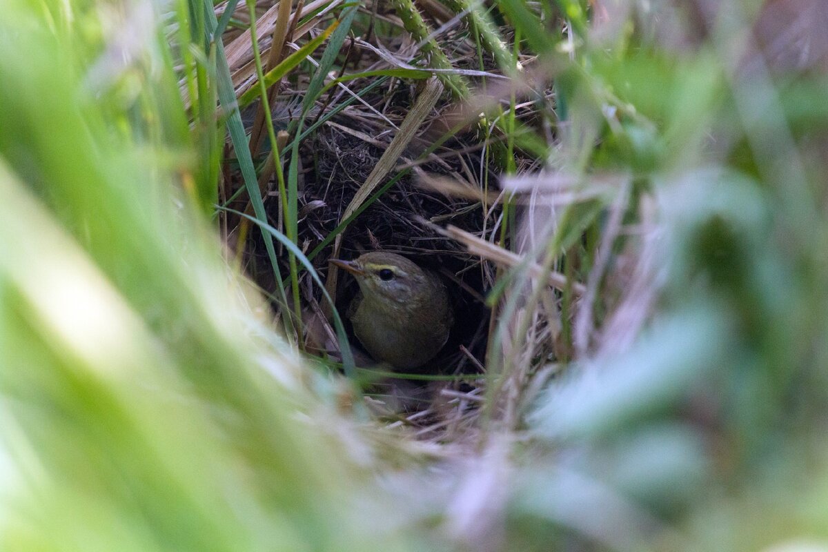Пеночка-весничка на выходе из гнезда. (Фото автора - Стрижова Светлана)