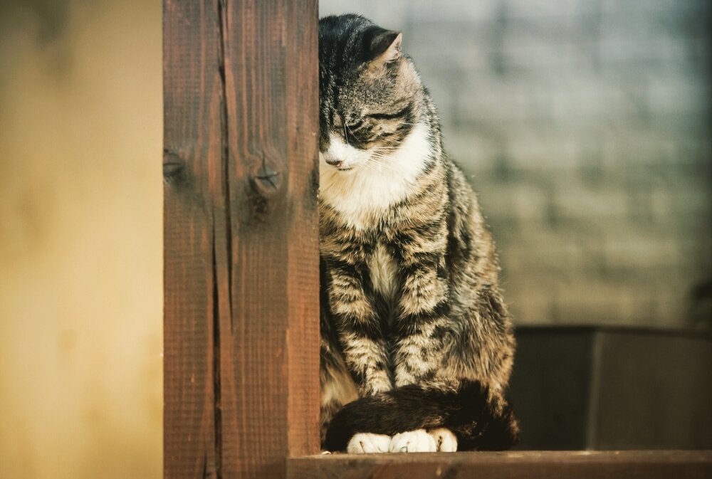 Фото взято из открытых источников.