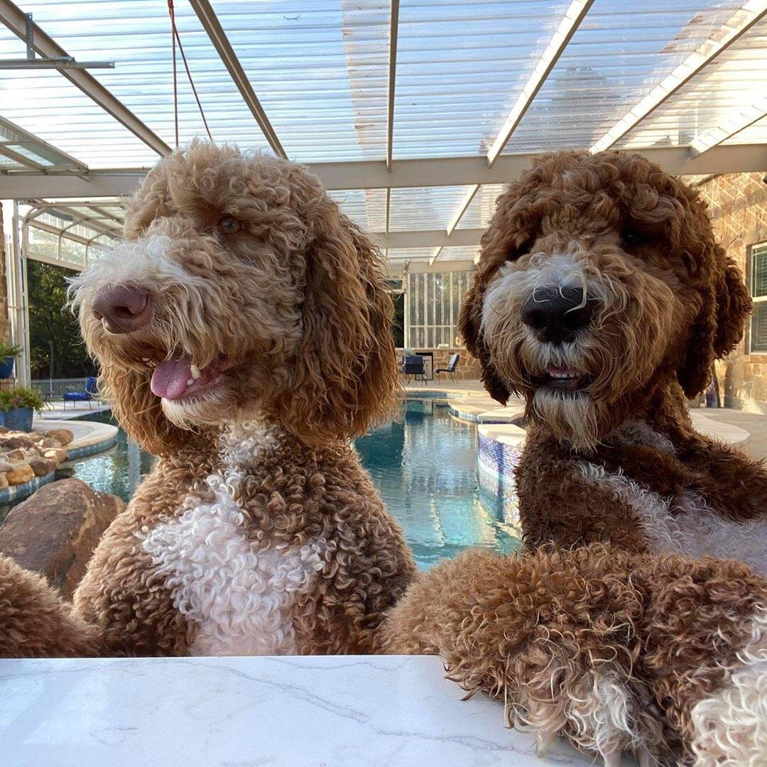 Почему собаки виляют хвостами?  Какие обычные продукты питания ядовиты для моей собаки?  Почему собаки едят какашки?  У моей собаки шишка, что это? Почему у моей собаки красный глаз?  Почему моя собака кашляет?  Почему моя собака грызет свои лапы?