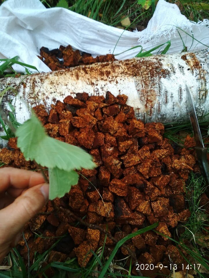 Кусочки чаги