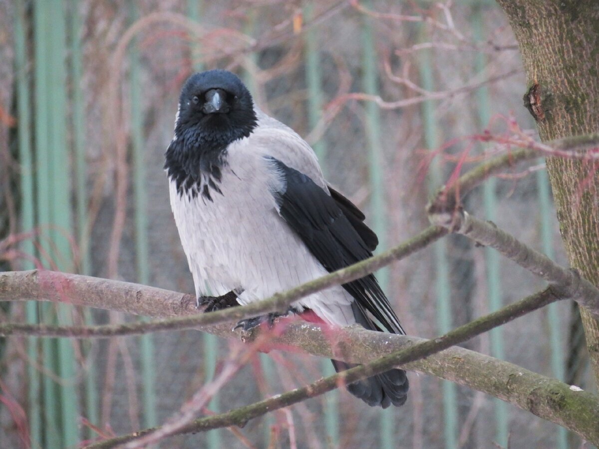 Серая ворона. Типичный житель городов