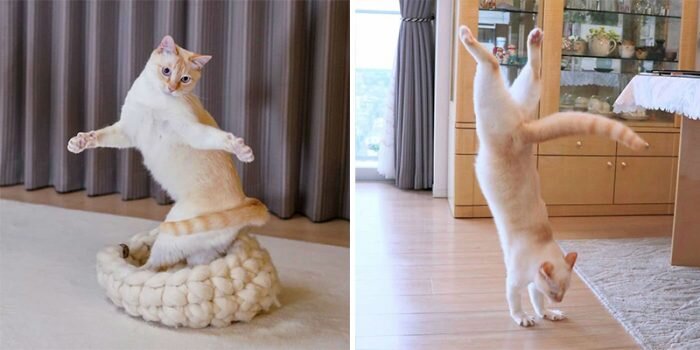 Источник: instagram.com/wakaponsan