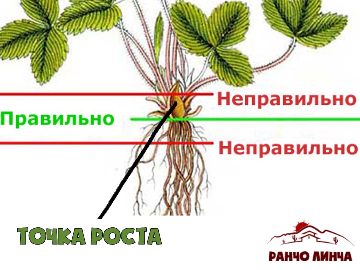 Осенняя посадка клубники. Ошибки, которых стоит избегать при посадке  клубники осенью. | Ранчо Линча | Дзен