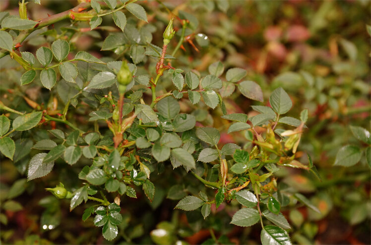 Роза почвопокровная Пинк  Фейри, последний месяц осени, а она к зиме готовиться  не собирается