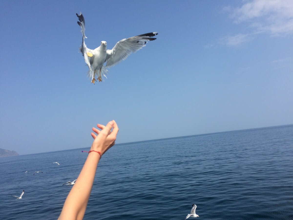 Автор: Каро Анэ.