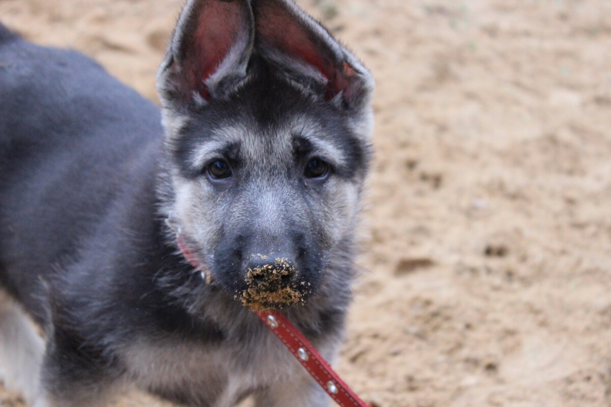Какое ухо у меня встаёт? Правильно, у меня встают оба уха! https://clck.ru/RpJPP