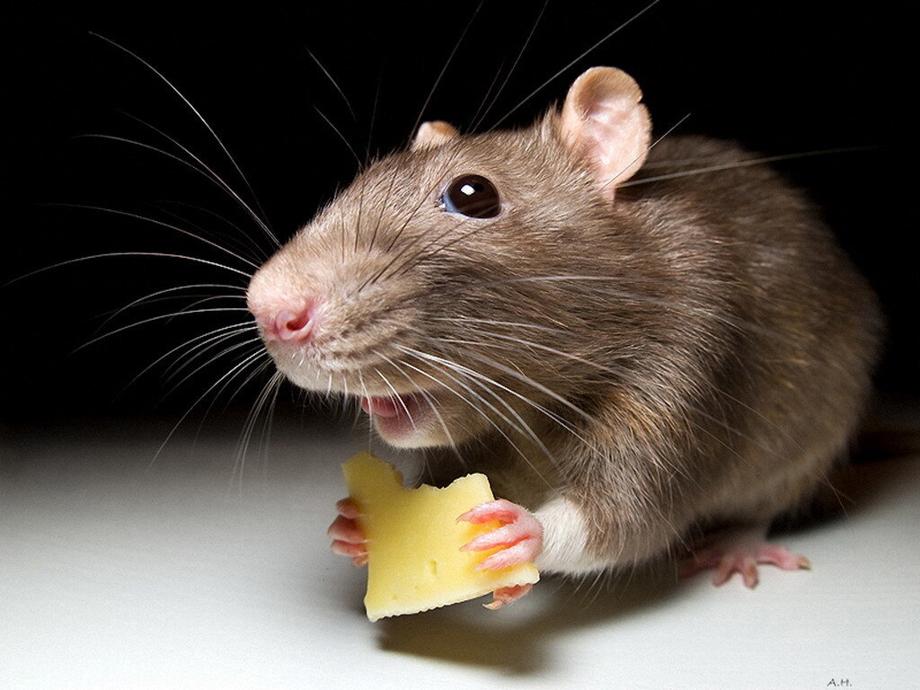 Может ли крыса вылезти из унитаза?