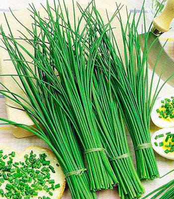 Лук шнитт Богемия