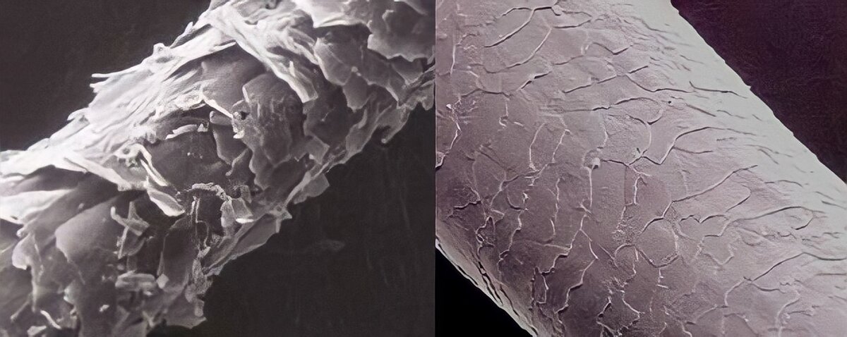 Волос под микроскопом. До и после кератинового выпрямления