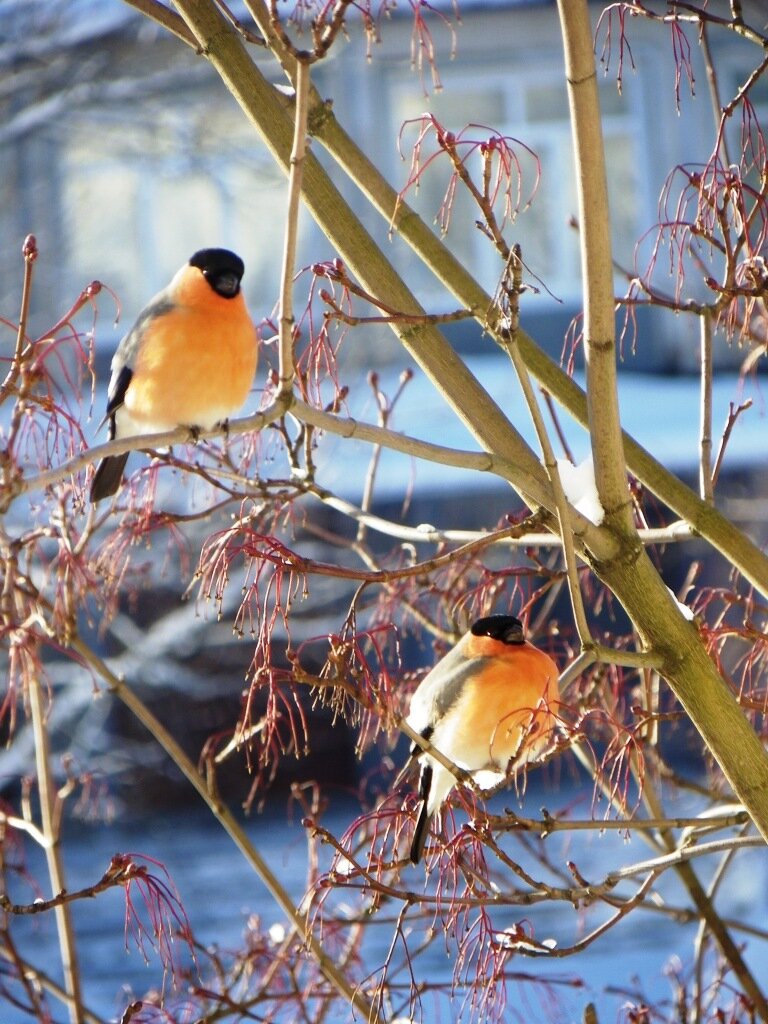 Стоит ли кормить птиц зимой: мнение эксперта