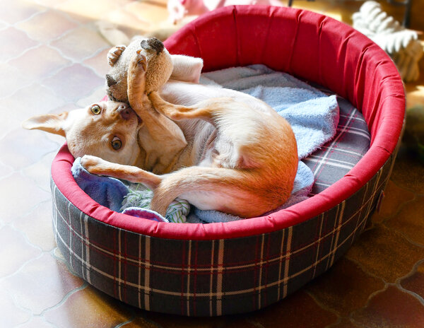 Чихуахуа: история, стандарты, характер, содержание