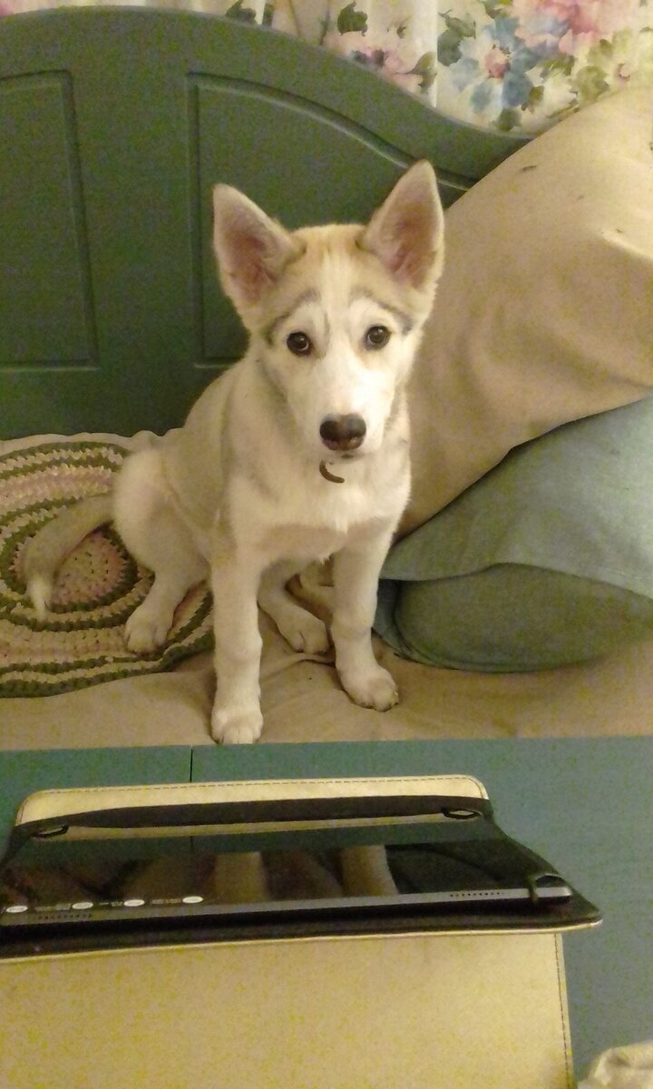 Этим глазам нельзя отказать