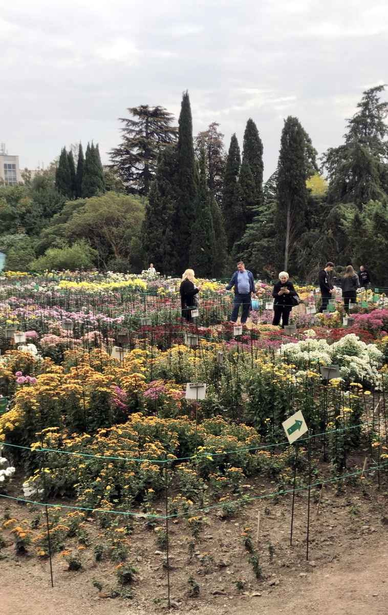 Бал хризантем. Последние дни