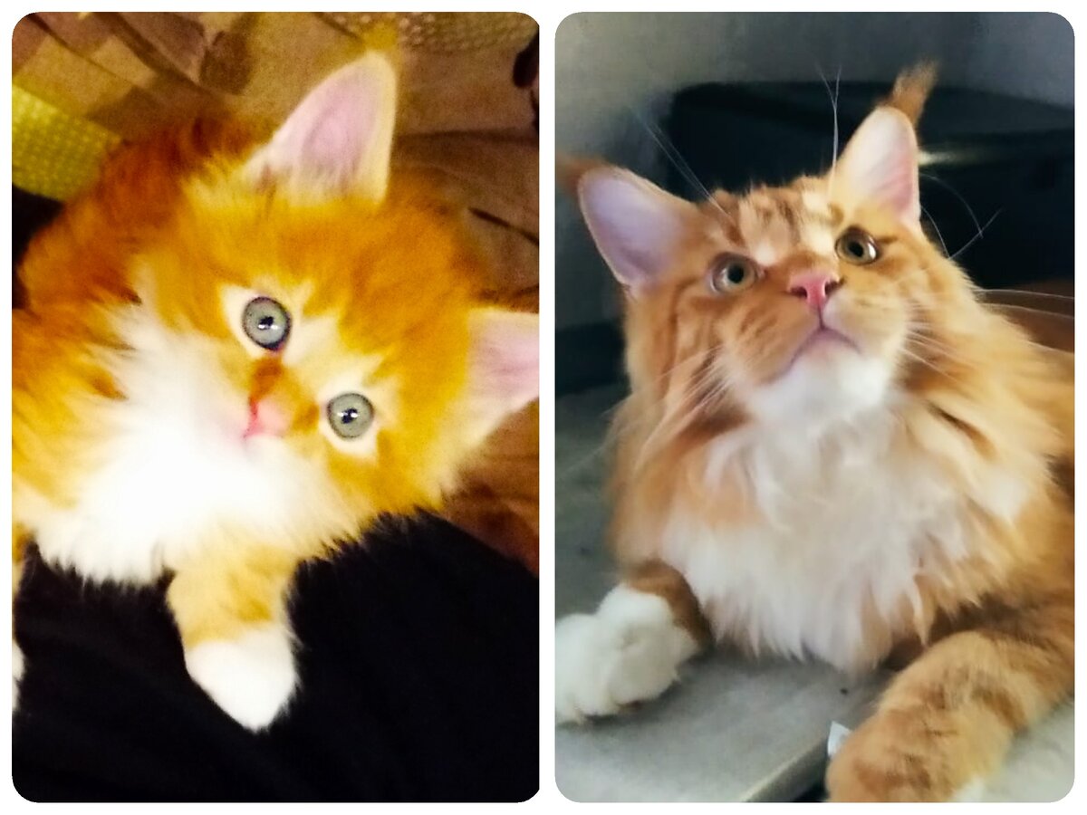 Мейн кун Стëпа.