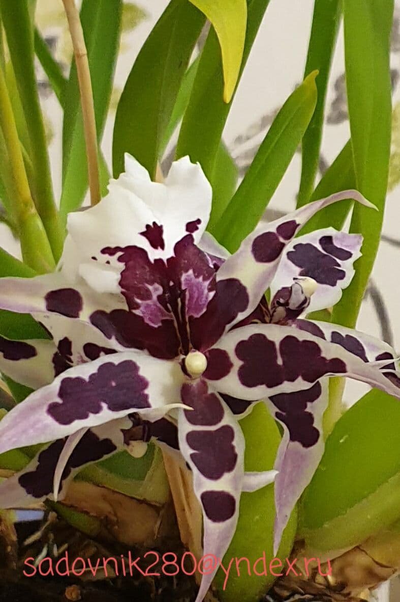 Фото автора Алесад. Так  зацвела в декабре.