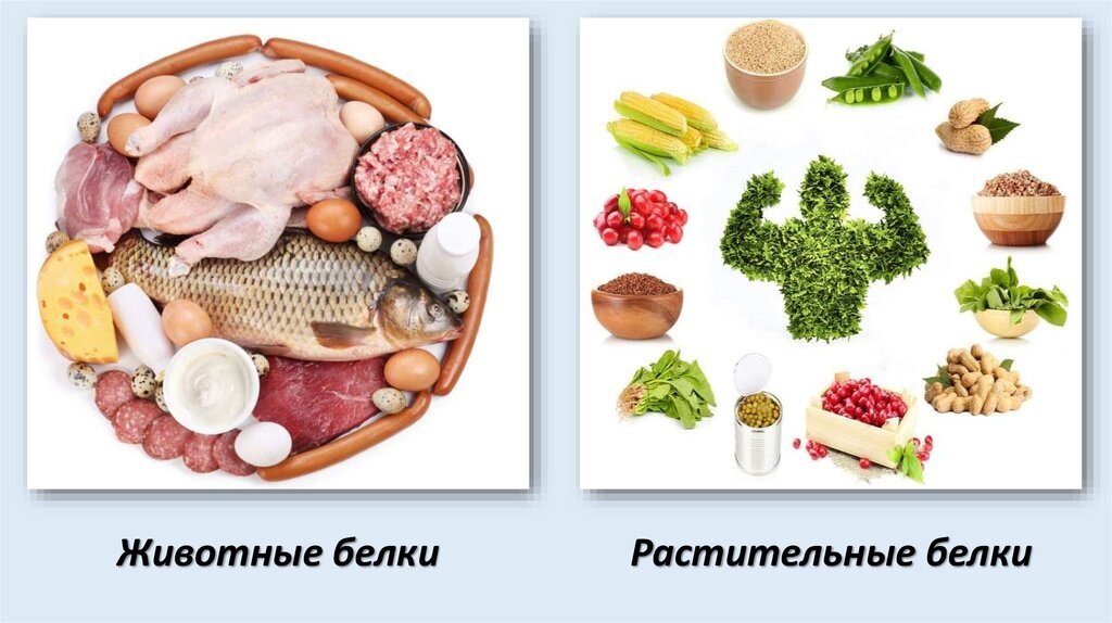 Животная пища это. Продукты содержащие белок растительного и животного происхождения. Растительные и животные источники белка. Источники белка растительного происхождения. Животный белок