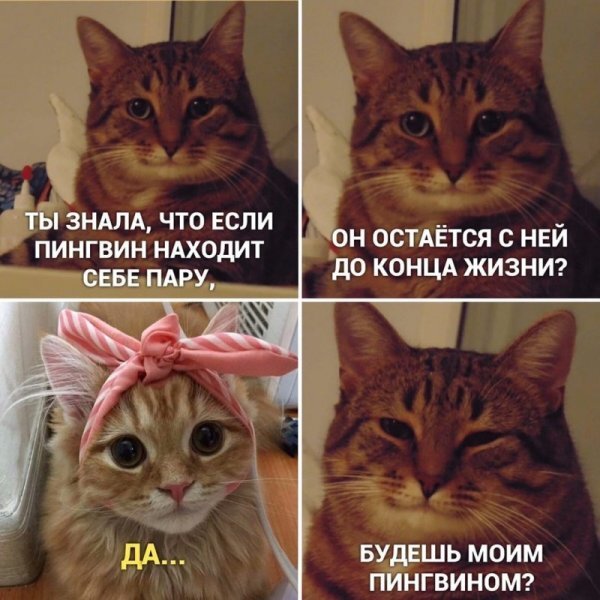 Фото мемов с котиками