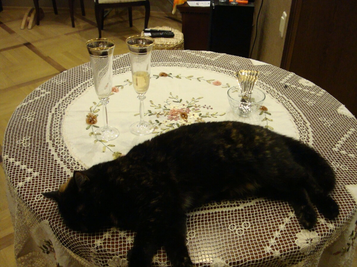 эта кошка моей сестры отдыхает после гостей 1 января 2018 года