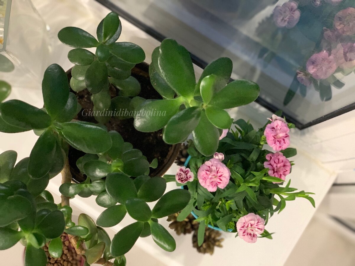 Толстянка с февраля набирала новые листики 💕