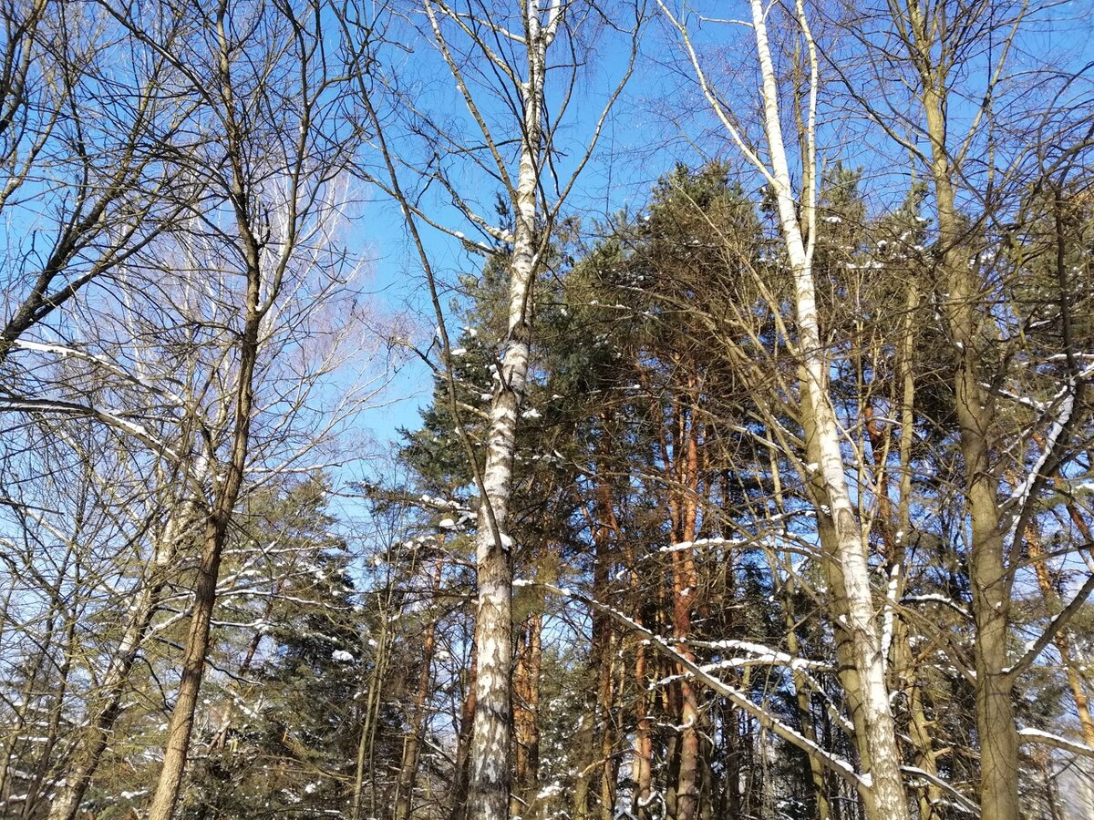 Зимнее февральское небо, ясное и яркое)