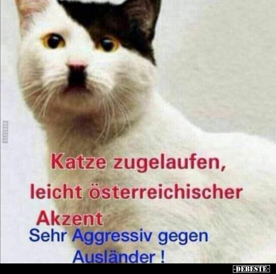 https://debeste.de/85648/Katze-Zugelaufen,-leicht-sterreichischer-Akzent