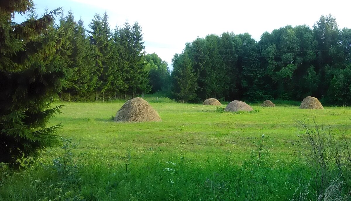 Живая изгородь из елей вокруг поля. Моё фото.