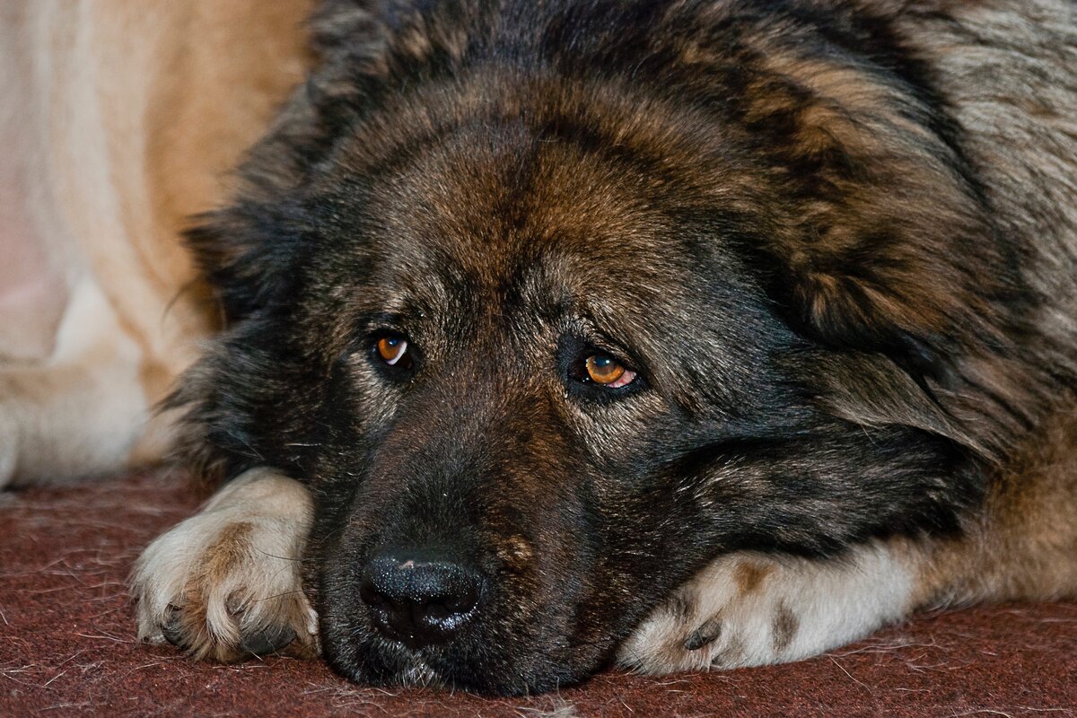 Кавказская овчарка