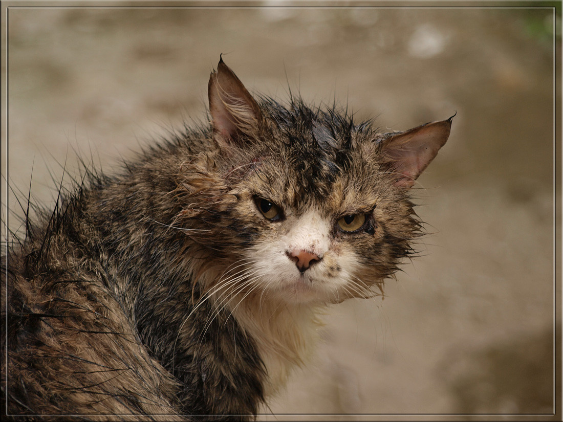 источник https://cdn.fishki.net/upload/post/2017/02/23/2225998/4368127-large.jpg