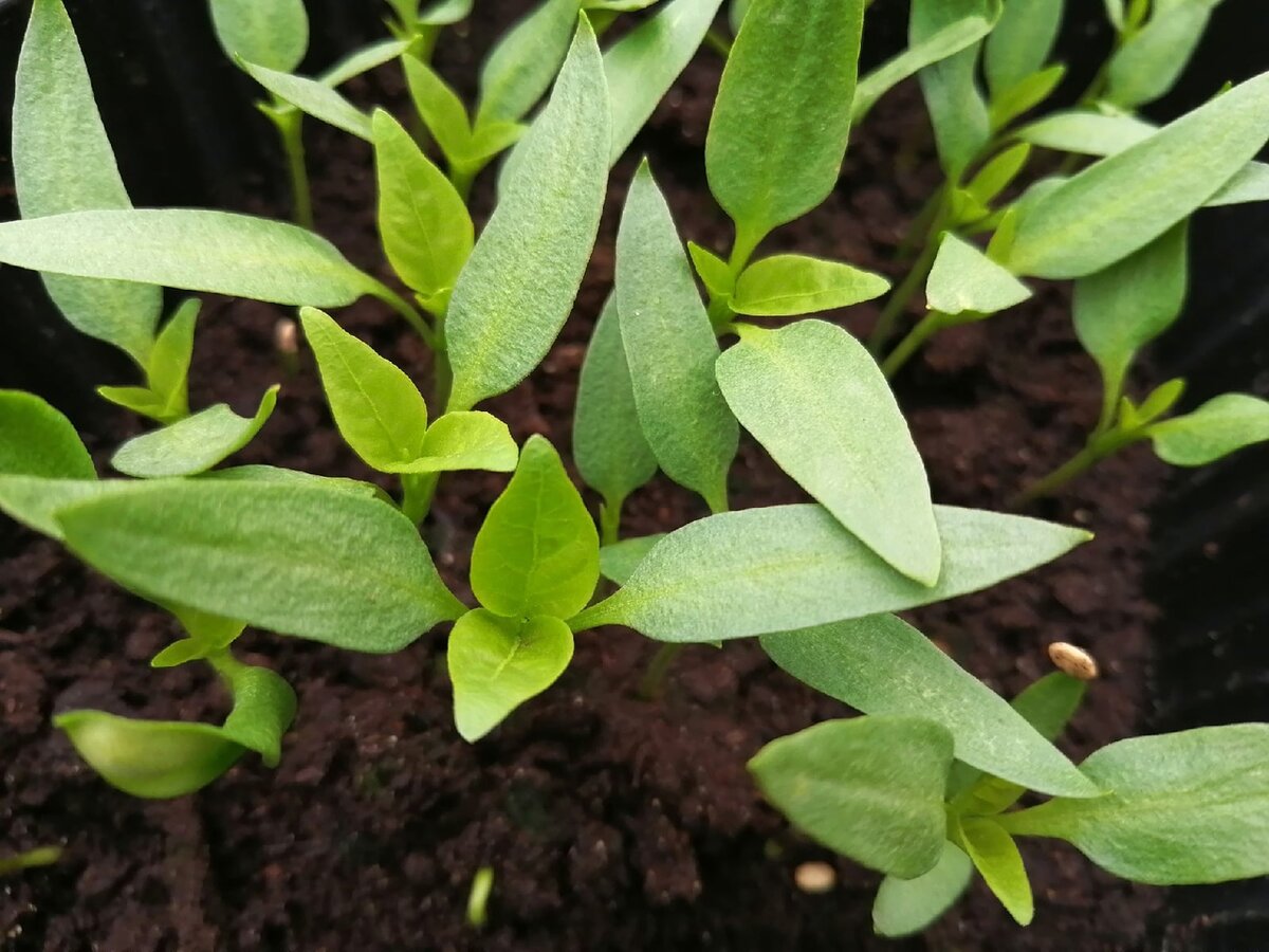 рассада перца