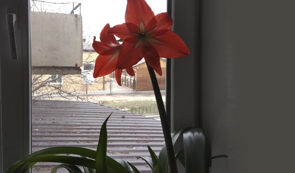 У нас в подъезде соседи (по напечатанной на двери просьбе) закрывали всю зиму вторые двери, а весной лилия на подоконнике отблагодарила их цветением.