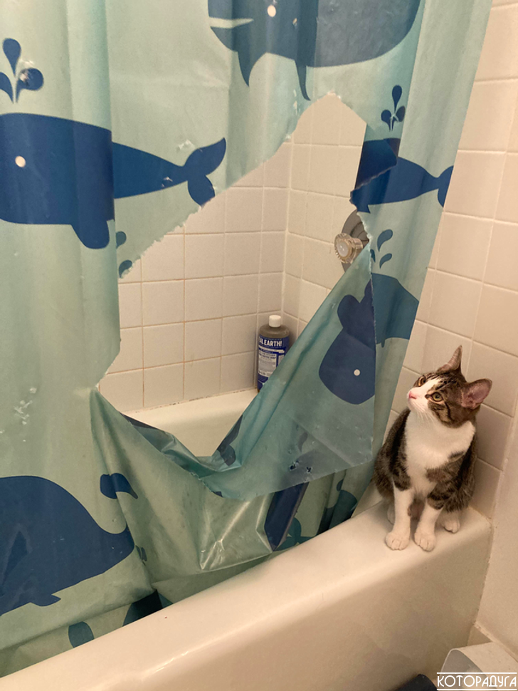 Рваная шторка. Смешные шторки для ванной. Штора для ванной кот шкодник. Кот разодрал штору. Кот порвал шторку в ванной.