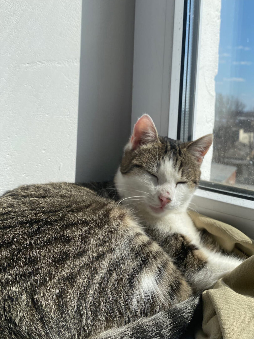 Тощая, облезлая, некрасивая - ну кому такая нужна? Но Гайка не теряла ...