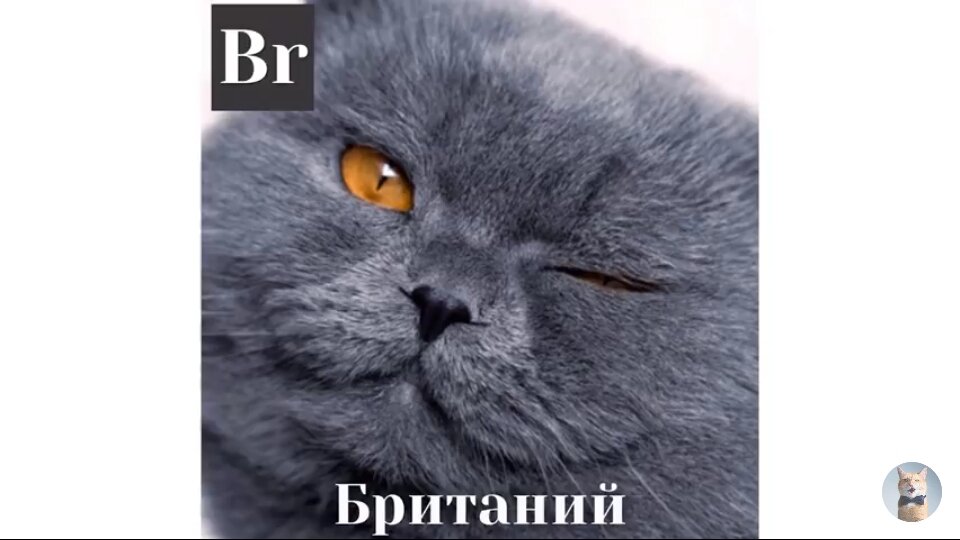 таблица мяуделеева