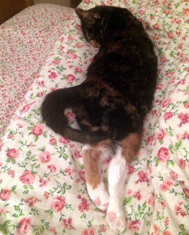 Наверное, Васе так удобно. Фото автора