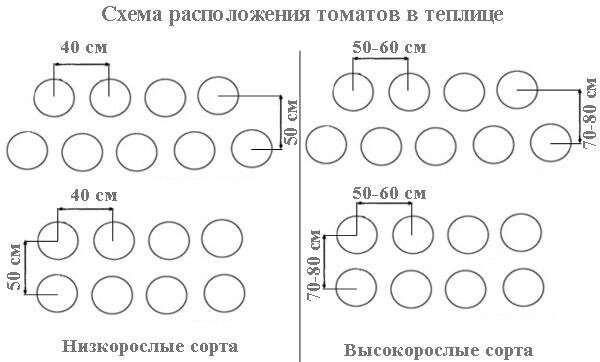 Схема посадки в теплице