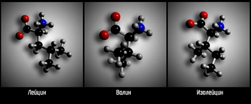 Вот как выглядят главные составляющие BCAA