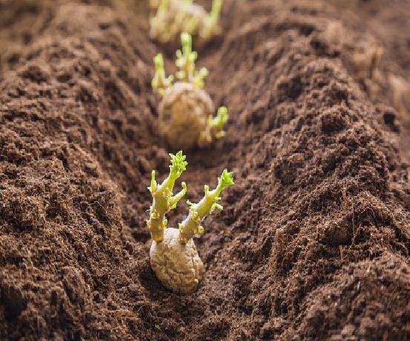Картофель необходимо сажать на расстоянии 20-30 см друг от друга. Фото Pixabay