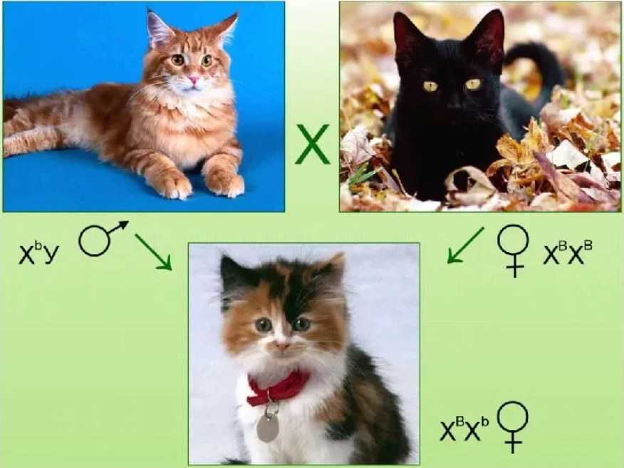 Наследование окраски у кошек сцепленное с полом. Наследование черепаховой окраски. Наследование черепаховой окраски у кошек. Наследование окраски шерсти у кошек.